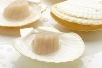 Closeup view of scallops on shells and white surface — Stock Photo