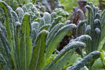 Palm kale covered with dew — Stock Photo