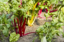 Colourful chard and young pepper plants — Stock Photo