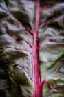 Red-stemmed chard leaf — Stock Photo
