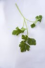 Fresh parsley sprig — Stock Photo