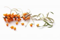 Rametto di bacche di olivello spinoso — Foto stock