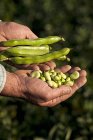 Landwirt hält Bohnen — Stockfoto