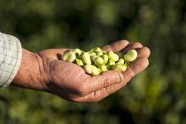 Farmer holding beans — Stock Photo