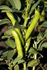 Broad beans on plant — Stock Photo