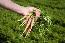 Agricultor sosteniendo zanahorias - foto de stock