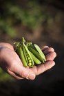Farmer holding freshly harvested pea pods — Stock Photo