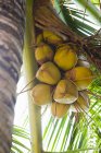 Primo piano vista del mazzo di noci di cocco su palma — Foto stock