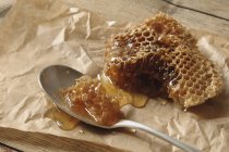 Favo de mel de abelha selvagem — Fotografia de Stock
