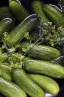 Fresh pickling cucumbers — Stock Photo