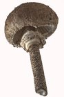 Вид крупным планом на свежий гриб зонтика на белом фоне — стоковое фото