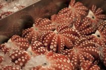 Vista sopraelevata di calamari crudi su ghiaccio in piatto di metallo — Foto stock