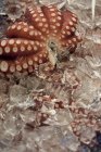 Primo piano vista di calamari crudi nel ghiaccio — Foto stock