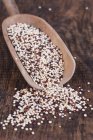 Quinoa tricolore sur cuillère — Photo de stock