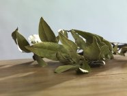 Ramita de hojas de laurel secas - foto de stock