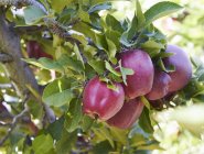 Гала-яблоки на дереве — стоковое фото