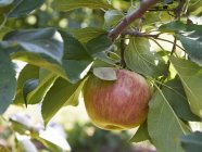 Яблоко растет на дереве — стоковое фото