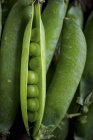 Fresh and ripe pea pods — Stock Photo