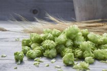 Hop cones and ears of wheat — Stock Photo