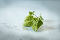 Vista ravvicinata di coni di luppolo con foglie su una superficie bianca — Foto stock