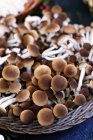 Velvet pioppini mushrooms — Stock Photo