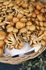 Funghi di Namecciano, pholiota nameko — Foto stock