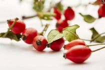 Rose hips with leaves — Stock Photo