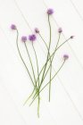 Erba cipollina fresca da fiore — Foto stock