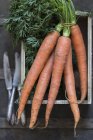 Bundle of carrots with leaves — Stock Photo