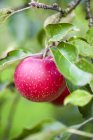 Manzanas rojas crudas - foto de stock