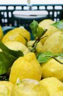 Свіжі лимони з листям — стокове фото