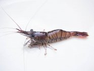 Closeup view of one fresh prawn on white surface — Stock Photo