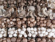 Funghi in cartoncini — Foto stock