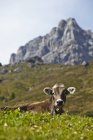 Vista diurna de una vaca en el prado alpino del Tirol - foto de stock