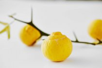 Bitter oranges with sprig — Stock Photo