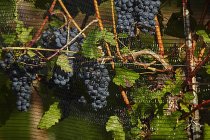 Спелые красные виноград — стоковое фото