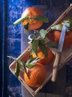 Clementinen mit Blättern und Messer — Stockfoto