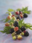 Ripe and unripe Blackberries — Stock Photo