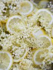 Flores de saúco y rodajas de limón - foto de stock