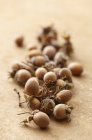 Heap of Whole hazelnuts — Stock Photo