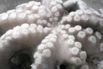 Pieuvre crue congelée — Photo de stock