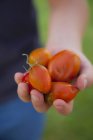 Person holding tomatoes — Stock Photo
