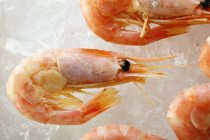 Shrimps with lemon on crushed ice — Stock Photo