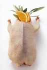 Сырая дикая утка с апельсиновыми ломтиками — стоковое фото