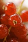 Ribes rosso con gocce d'acqua — Foto stock