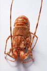Vista close-up de uma lagosta espinhosa na superfície branca — Fotografia de Stock