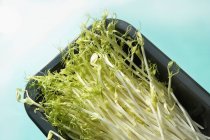 Asparagus pea sprouts — Stock Photo