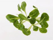 Кукурудза зелений салат — стокове фото