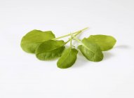 Folhas de azeda fresca — Fotografia de Stock