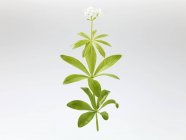 Waldmeister Zweig mit Blumen auf weißem Hintergrund — Stockfoto